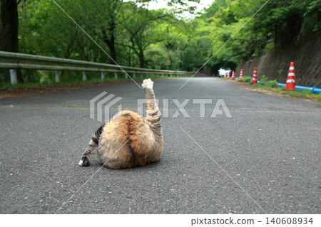A stray cat leisurely grooming itself in the middle of the road, its hind legs stretched out straight. A stray cat leisurely grooming itself in the middle of the road, its hind legs stretched out straight. 140608934