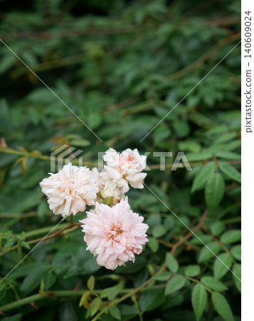 Pink rose Pink rose 140609024