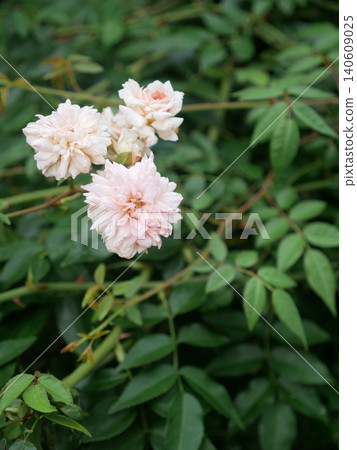 Pink rose Pink rose 140609025