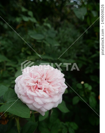 Pink rose Pink rose 140609026