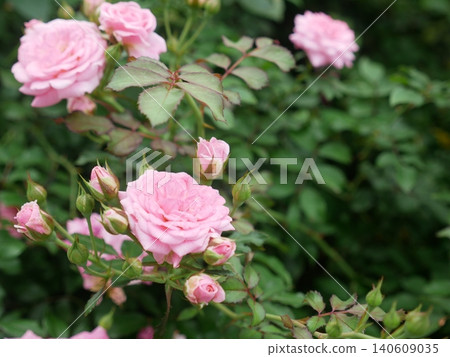 Pink rose Pink rose 140609035