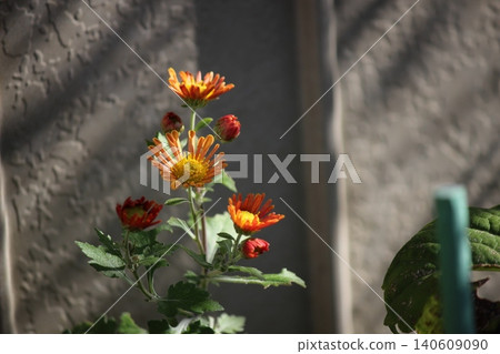 Wild chrysanthemums blooming by the window Wild chrysanthemums blooming by the window 140609090