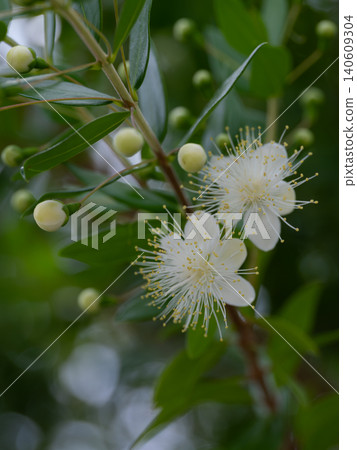 Silver jasmine, which blooms with white flowers in summer. Silver jasmine, which blooms with white flowers in summer. 140609304