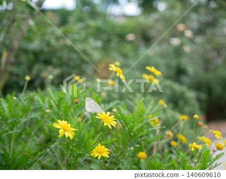 Yellow daisies and white butterflies 140609610