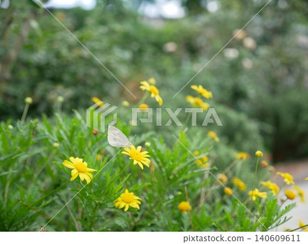 Yellow daisies and white butterflies Yellow daisies and white butterflies 140609611