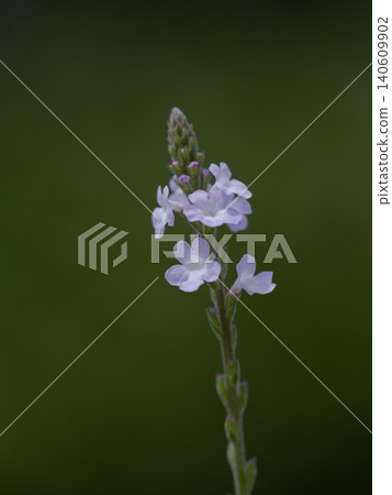 The small, pale purple flowers of the verbena are lovely. The small, pale purple flowers of the verbena are lovely. 140609902