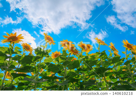 A sunflower of sunflower field Sunflower A sunflower of sunflower field Sunflower 140610218