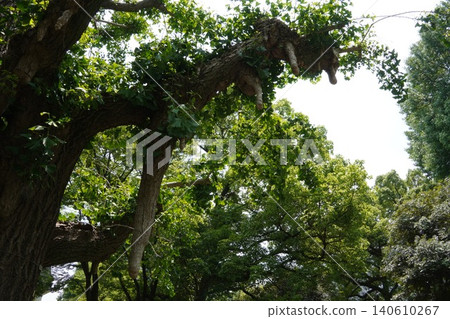 Hibiya Park: A vibrant ginkgo tree with aerial roots stretches its branches towards the blue sky. Hibiya Park: A vibrant ginkgo tree with aerial roots stretches its branches towards the blue sky. 140610267