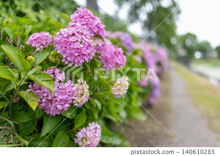 Hydrangeas along the Kasai Waterfront Greenway Hydrangeas along the Kasai Waterfront Greenway 140610283