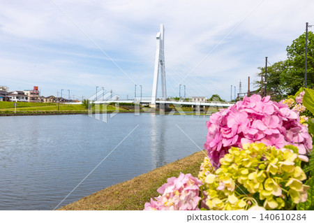 葛西濱水綠道沿線的繡球花 140610284