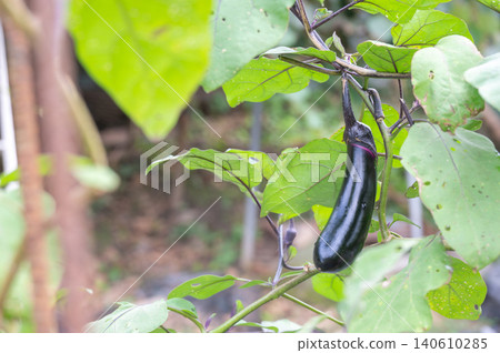 Eggplant of vegetable garden 140610285