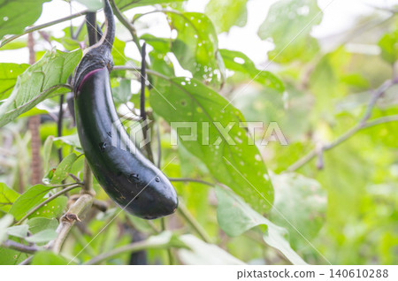 Eggplant of vegetable garden Eggplant of vegetable garden 140610288
