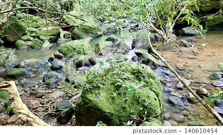The dense forests and clear streams of Okinawa The dense forests and clear streams of Okinawa 140610454