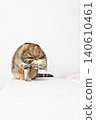 Cat grooming - American Shorthair, Brown Tabby 140610461