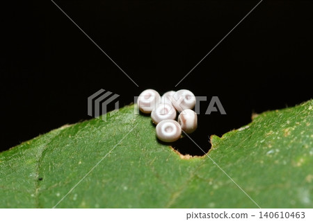Close-up of a bamboo moth egg - four days after material #140474 Close-up of a bamboo moth egg - four days after material #140474 140610463