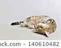 Relaxed expression of a napping cat 140610482