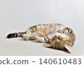 Relaxed expression of a napping cat 140610483
