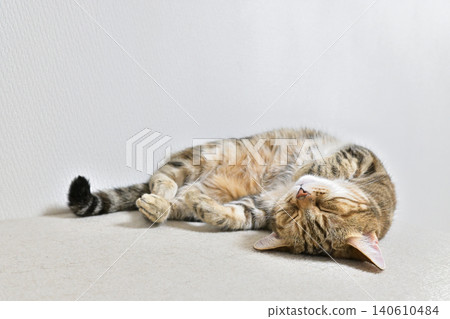 Relaxed expression of a napping cat Relaxed expression of a napping cat 140610484