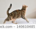 American Shorthair playing by jumping dynamically indoors 140610485