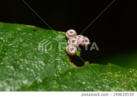 Close-up of a bamboo moth egg - five days after material #140474 Close-up of a bamboo moth egg - five days after material #140474 140610530