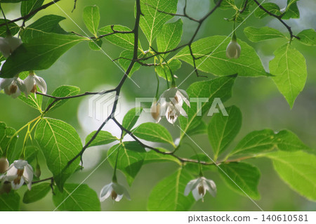Styrax japonica - bell-shaped flowers (Nagiso Town, Nagano Prefecture) Styrax japonica - bell-shaped flowers (Nagiso Town, Nagano Prefecture) 140610581
