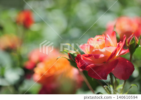 Flowers I saw in a nearby rose garden Flowers I saw in a nearby rose garden 140610594