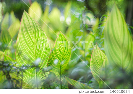 斑駁的葉子植物背景紋理 斑駁的葉子植物背景紋理 140610624