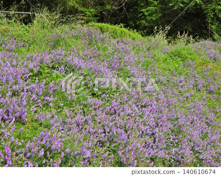 Vicia cracca flowers cover the walls of the road. Vicia cracca flowers cover the walls of the road. 140610674