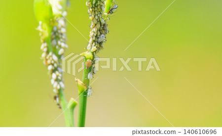 Aphids densely clustered on the stem Aphids densely clustered on the stem 140610696