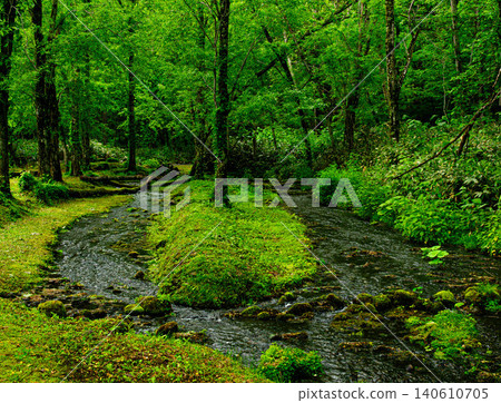 A forest near Daisetsu Asahidake Gensui Park in Higashikawa Town, Hokkaido, during the summer. A forest near Daisetsu Asahidake Gensui Park in Higashikawa Town, Hokkaido, during the summer. 140610705