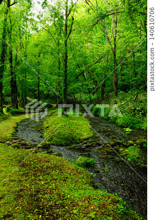 A forest near Daisetsu Asahidake Gensui Park in Higashikawa Town, Hokkaido, during the summer. 140610706