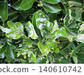 Euonymus japonicus with powdery mildew 140610742