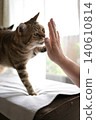 Cat greeting with a high five 140610814