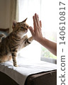 Cat greeting with a high five 140610817