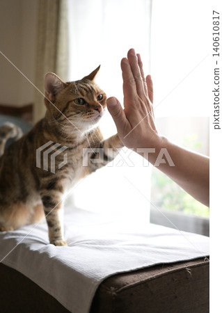 Cat greeting with a high five Cat greeting with a high five 140610817