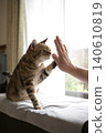 Cat greeting with a high five 140610819