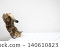 American Shorthair playing by jumping dynamically indoors 140610823