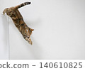 American Shorthair playing by jumping dynamically indoors 140610825