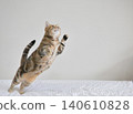 American Shorthair playing by jumping dynamically indoors 140610828