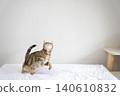 American Shorthair playing by jumping dynamically indoors 140610832