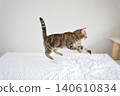 American Shorthair playing by jumping dynamically indoors 140610834