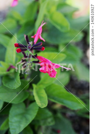 丹參花 丹參花 140610927