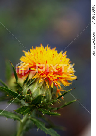 Safflower Safflower 140610996