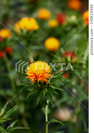 Safflower Safflower 140610998