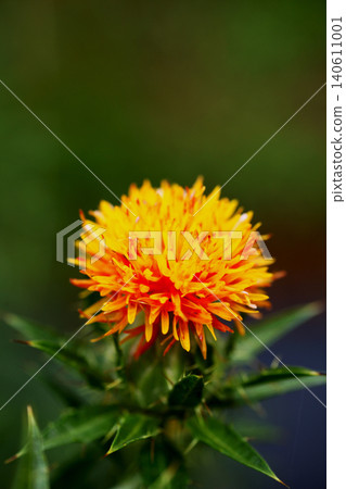 Safflower Safflower 140611001