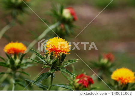 Safflower Safflower 140611002