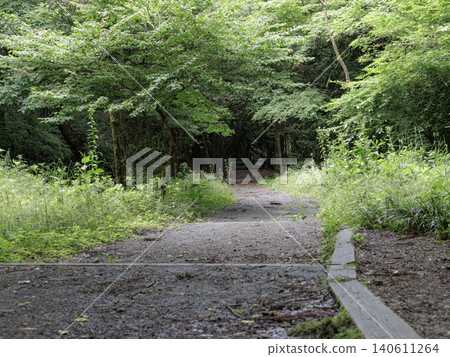 A mysterious path surrounded by greenery A mysterious path surrounded by greenery 140611264