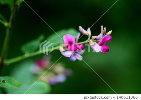 Hagi flower Hagi flower 140611360