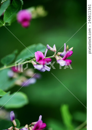 萩花 140611361
