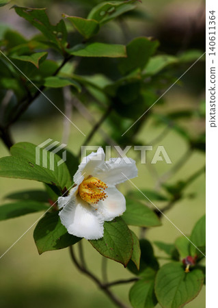 Summer Camellia Summer Camellia 140611364